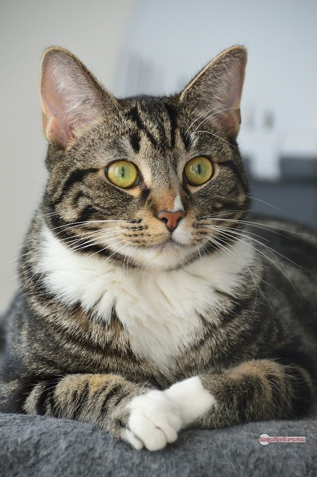 800+ Cute Cate Photos Download | Beautiful Cute Cat Images | 318 silly cat picture -(25)