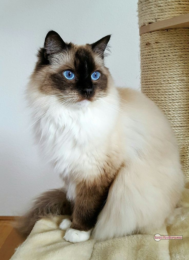 800+ Cute Cate Photos Download | Beautiful Cute Cat Images | 475 silly cat picture -(27)