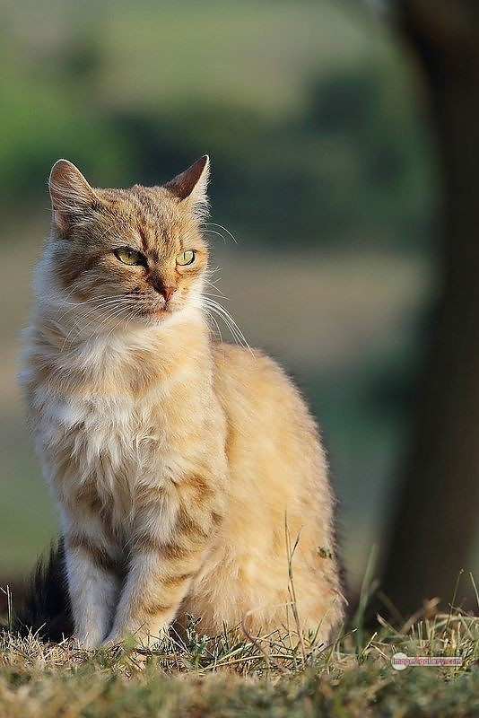 800+ Cute Cate Photos Download | Beautiful Cute Cat Images | 364 silly cat picture -(28)