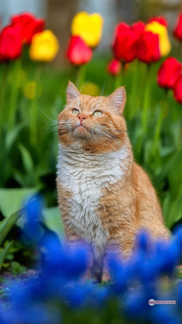 800+ Cute Cate Photos Download | Beautiful Cute Cat Images | 371 silly cat picture -(3)