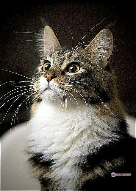 800+ Cute Cate Photos Download | Beautiful Cute Cat Images | 323 silly cat picture -(30)