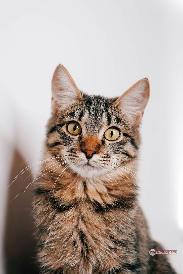 800+ Cute Cate Photos Download | Beautiful Cute Cat Images | 362 silly cat picture -(31)