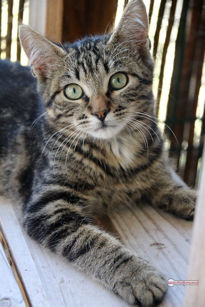 800+ Cute Cate Photos Download | Beautiful Cute Cat Images | 476 silly cat picture -(32)