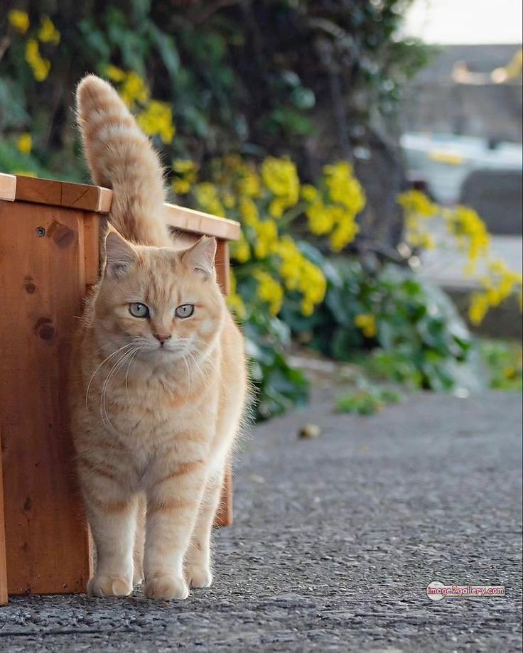 800+ Cute Cate Photos Download | Beautiful Cute Cat Images | 314 silly cat picture -(4)