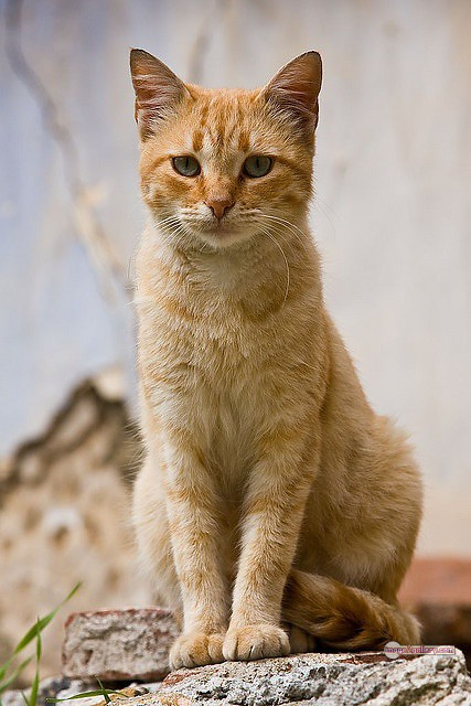 800+ Cute Cate Photos Download | Beautiful Cute Cat Images | 313 silly cat picture -(5)