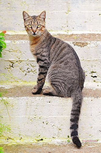 800+ Cute Cate Photos Download | Beautiful Cute Cat Images | 457 silly cat picture -(6)