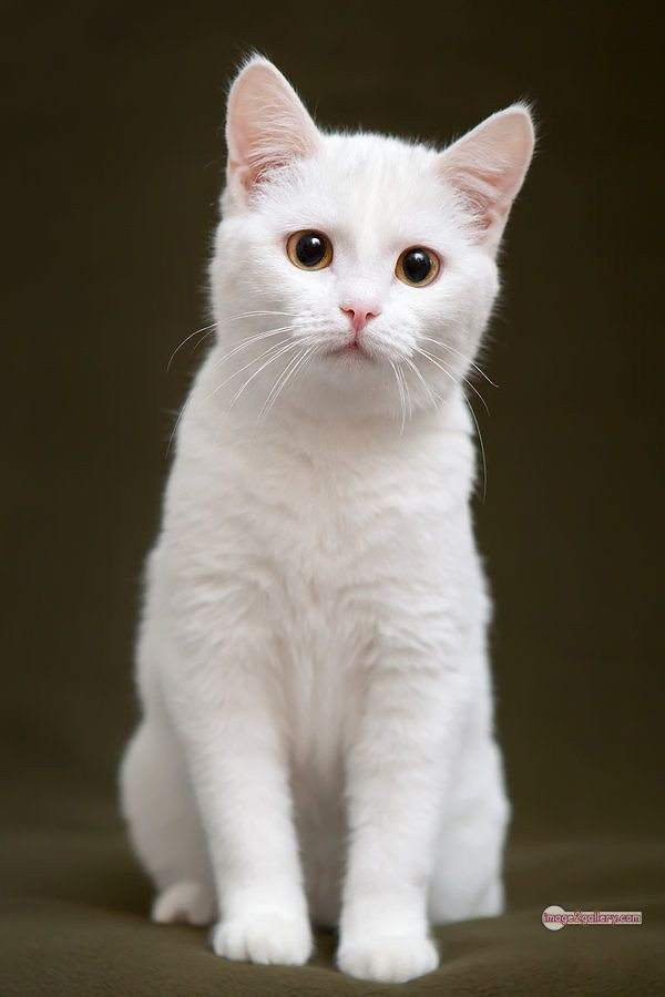 800+ Cute Cate Photos Download | Beautiful Cute Cat Images | 442 silly cat picture -(8)