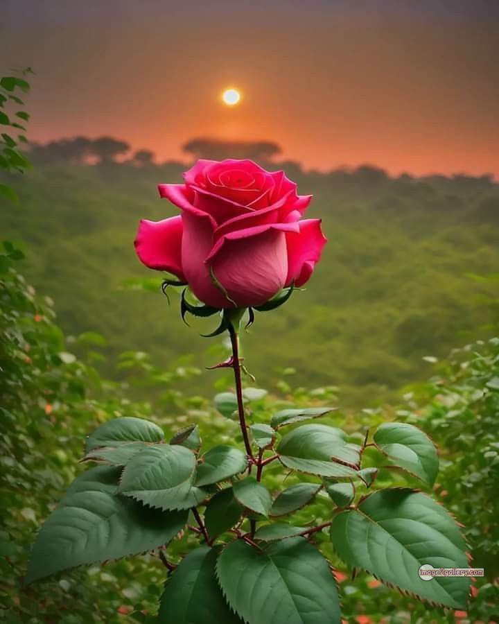 3300+ Beautiful Rose Flowers Image | Rose Flower HD Pic Download | 1833 single pink rose -