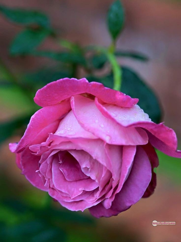 3300+ Beautiful Rose Flowers Image | Rose Flower HD Pic Download | 401 single pink rose -(1)