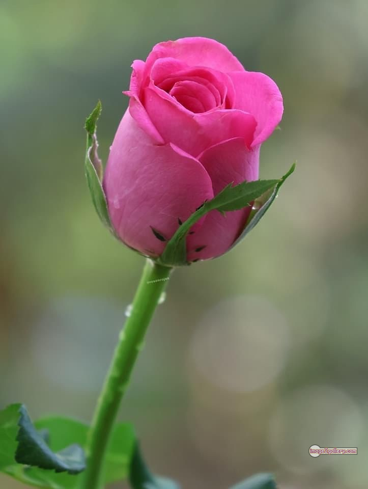 3300+ Beautiful Rose Flowers Image | Rose Flower HD Pic Download | 1946 single pink rose -(10)