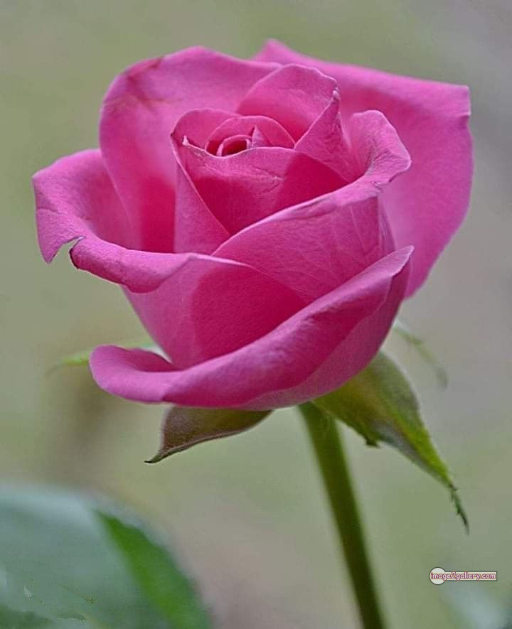 3300+ Beautiful Rose Flowers Image | Rose Flower HD Pic Download | 1991 single pink rose -(11)