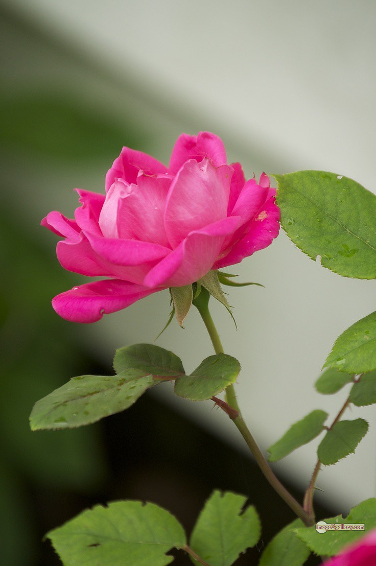 3300+ Beautiful Rose Flowers Image | Rose Flower HD Pic Download | 1954 single pink rose -(12)
