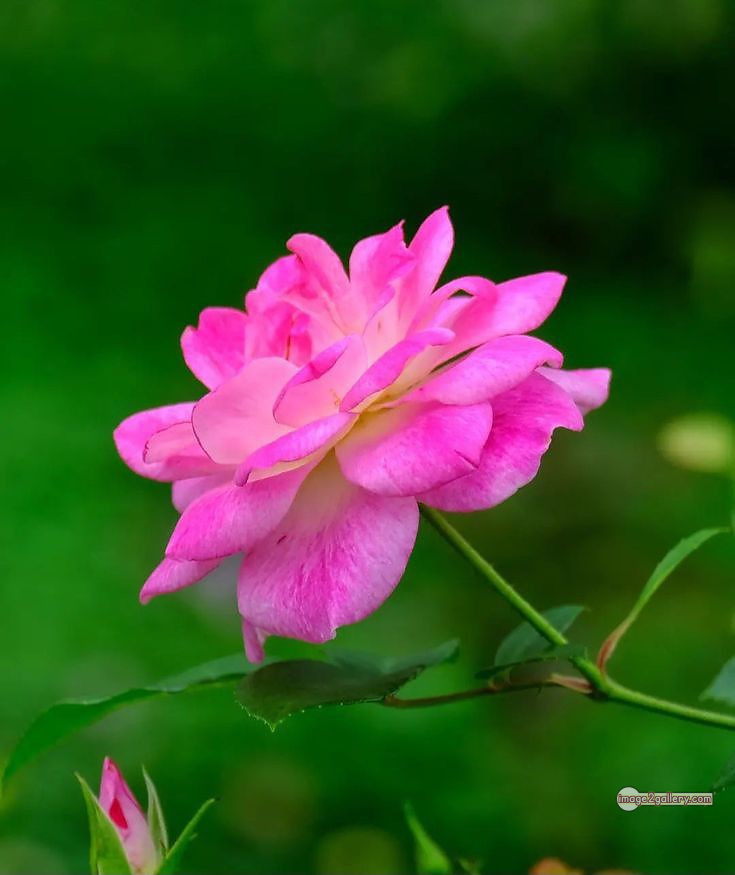 3300+ Beautiful Rose Flowers Image | Rose Flower HD Pic Download | 1990 single pink rose -(13)