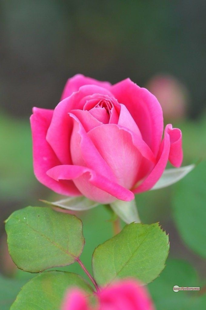 3300+ Beautiful Rose Flowers Image | Rose Flower HD Pic Download | 1955 single pink rose -(14)