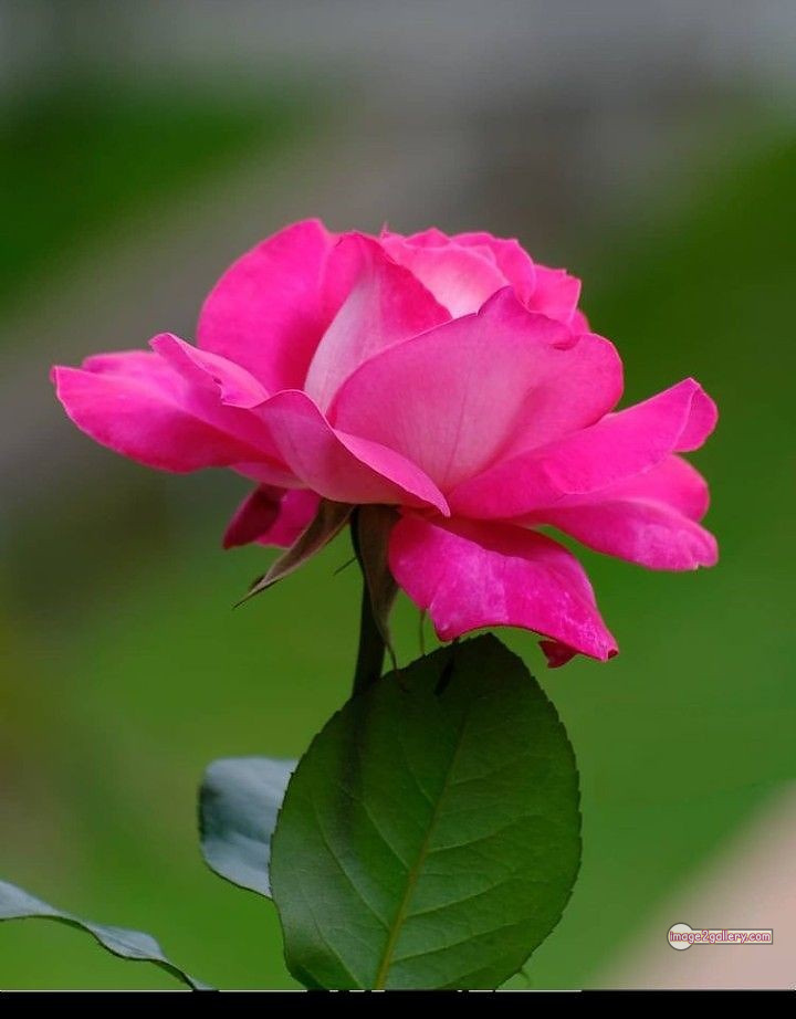 3300+ Beautiful Rose Flowers Image | Rose Flower HD Pic Download | 1836 single pink rose -(15)