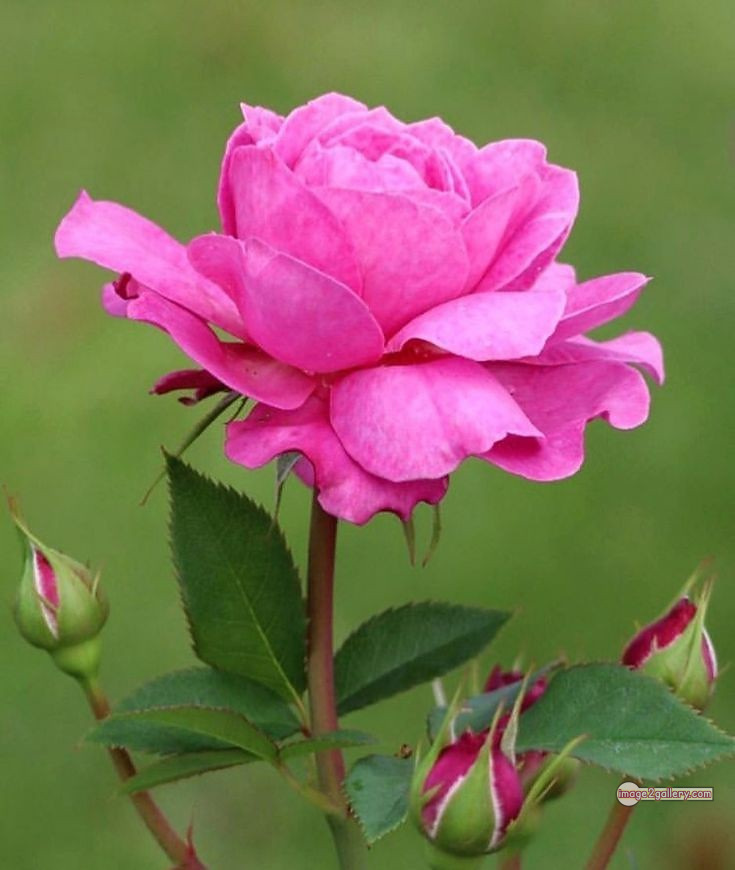 3300+ Beautiful Rose Flowers Image | Rose Flower HD Pic Download | 1957 single pink rose -(16)