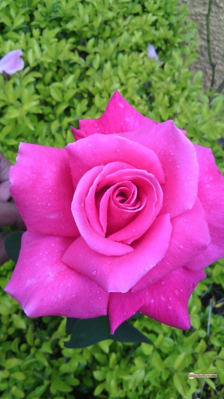 3300+ Beautiful Rose Flowers Image | Rose Flower HD Pic Download | 841 single pink rose -(17)