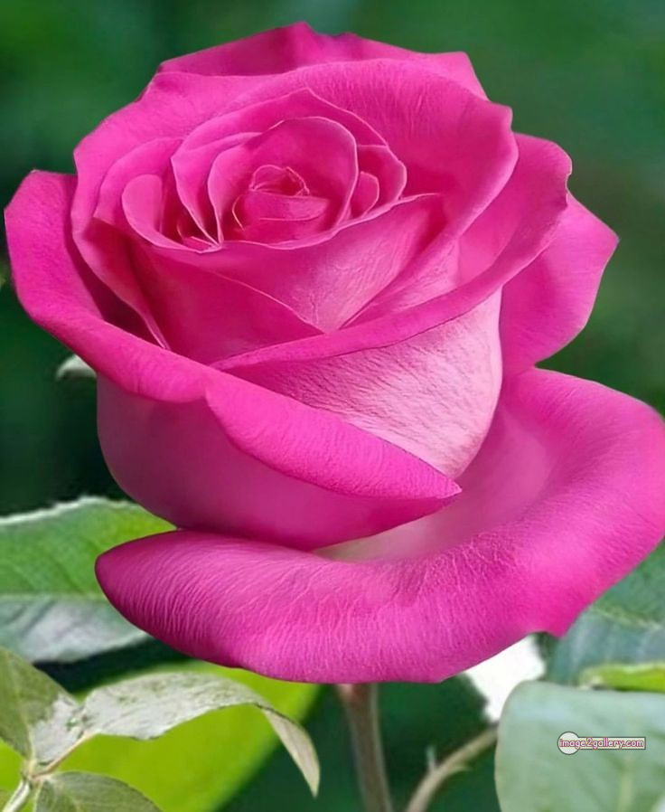 3300+ Beautiful Rose Flowers Image | Rose Flower HD Pic Download | 1995 single pink rose -(18)