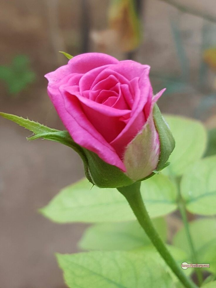 3300+ Beautiful Rose Flowers Image | Rose Flower HD Pic Download | 1992 single pink rose -(19)