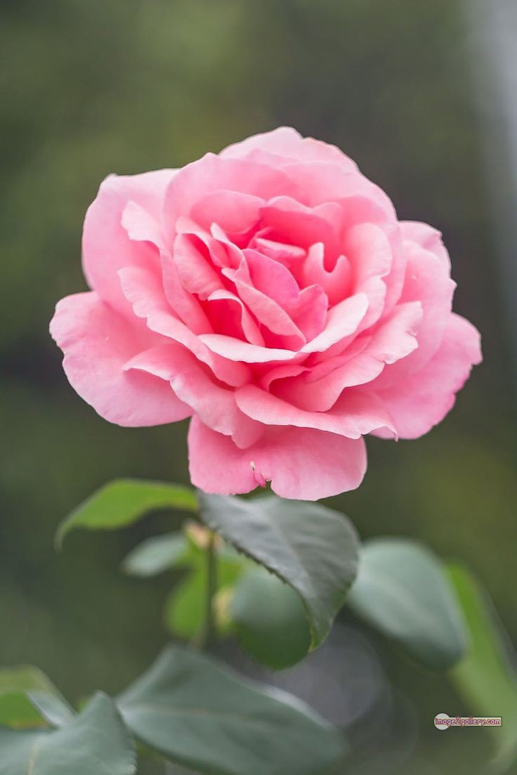 3300+ Beautiful Rose Flowers Image | Rose Flower HD Pic Download | 1956 single pink rose -(2)