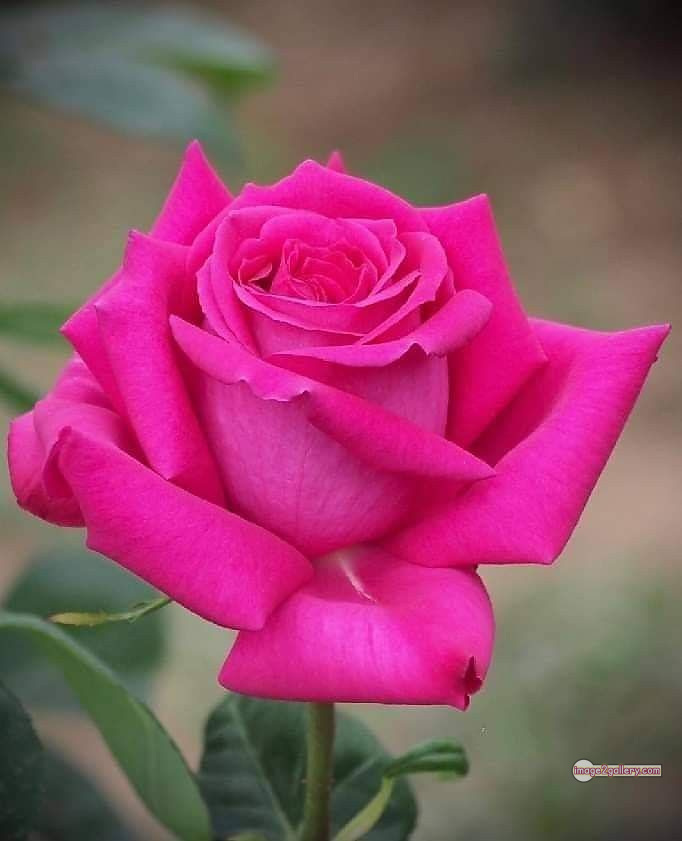 3300+ Beautiful Rose Flowers Image | Rose Flower HD Pic Download | 1993 single pink rose -(20)