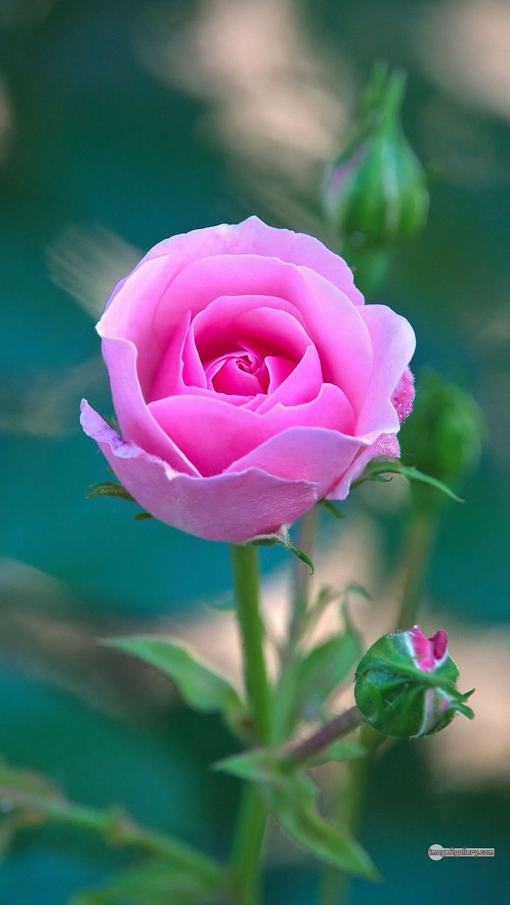 3300+ Beautiful Rose Flowers Image | Rose Flower HD Pic Download | 840 single pink rose -(21)