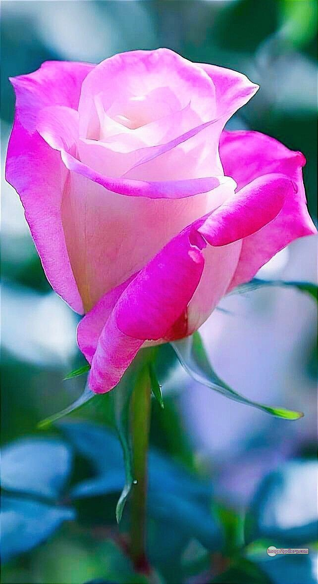 3300+ Beautiful Rose Flowers Image | Rose Flower HD Pic Download | 842 single pink rose -(8)
