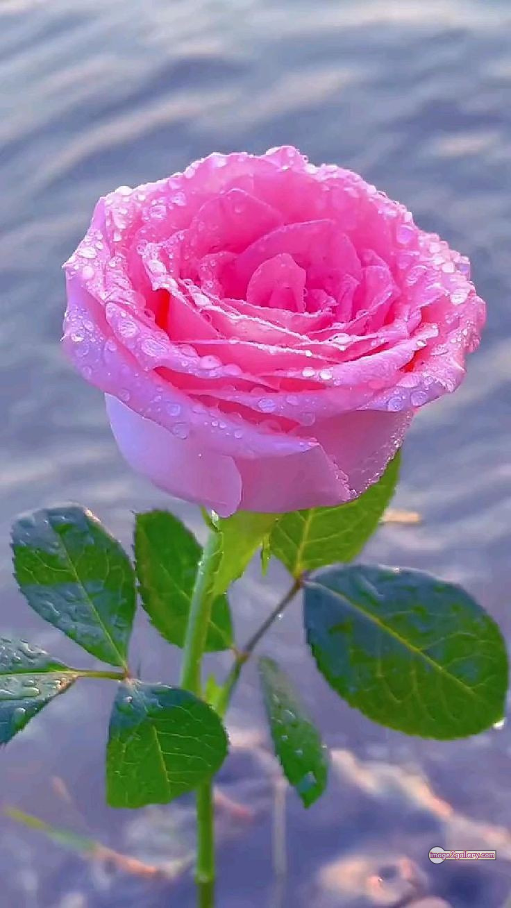 3300+ Beautiful Rose Flowers Image | Rose Flower HD Pic Download | 1835 single pink rose -(9)