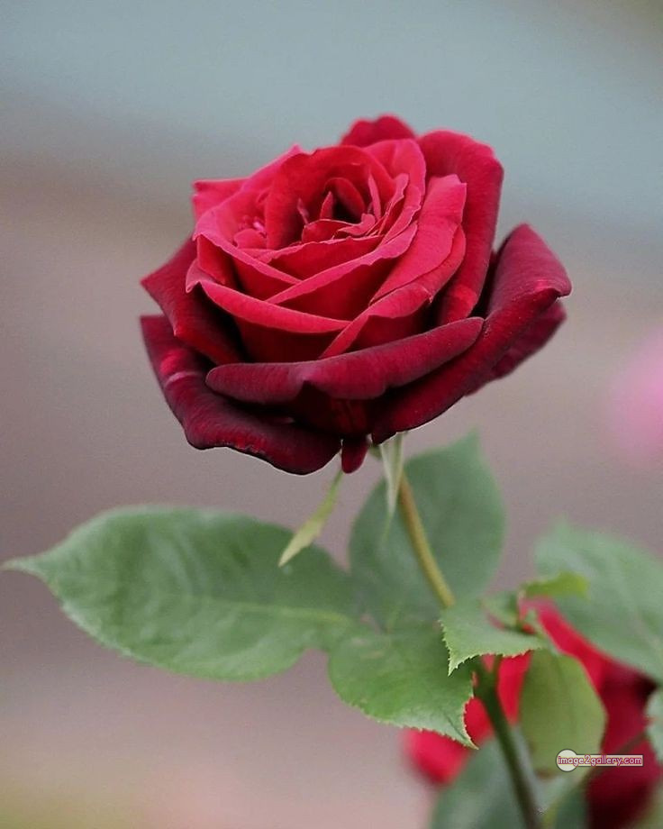 3300+ Beautiful Rose Flowers Image | Rose Flower HD Pic Download | 1102 single red rose -