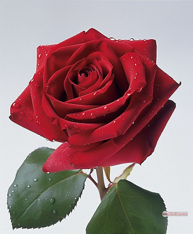 3300+ Beautiful Rose Flowers Image | Rose Flower HD Pic Download | 1901 single red rose -(1)