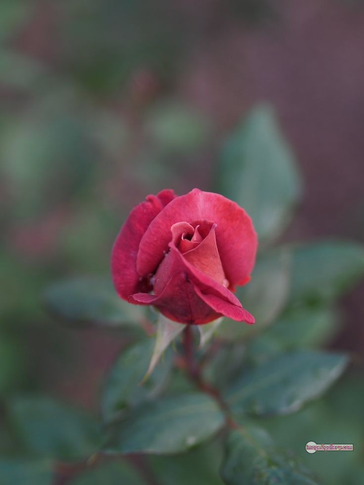 3300+ Beautiful Rose Flowers Image | Rose Flower HD Pic Download | 1937 single red rose -(11)