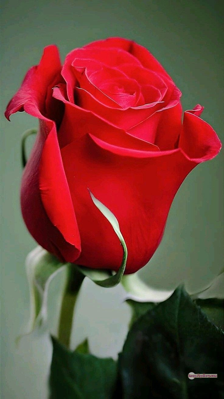3300+ Beautiful Rose Flowers Image | Rose Flower HD Pic Download | 2070 single red rose -(2)