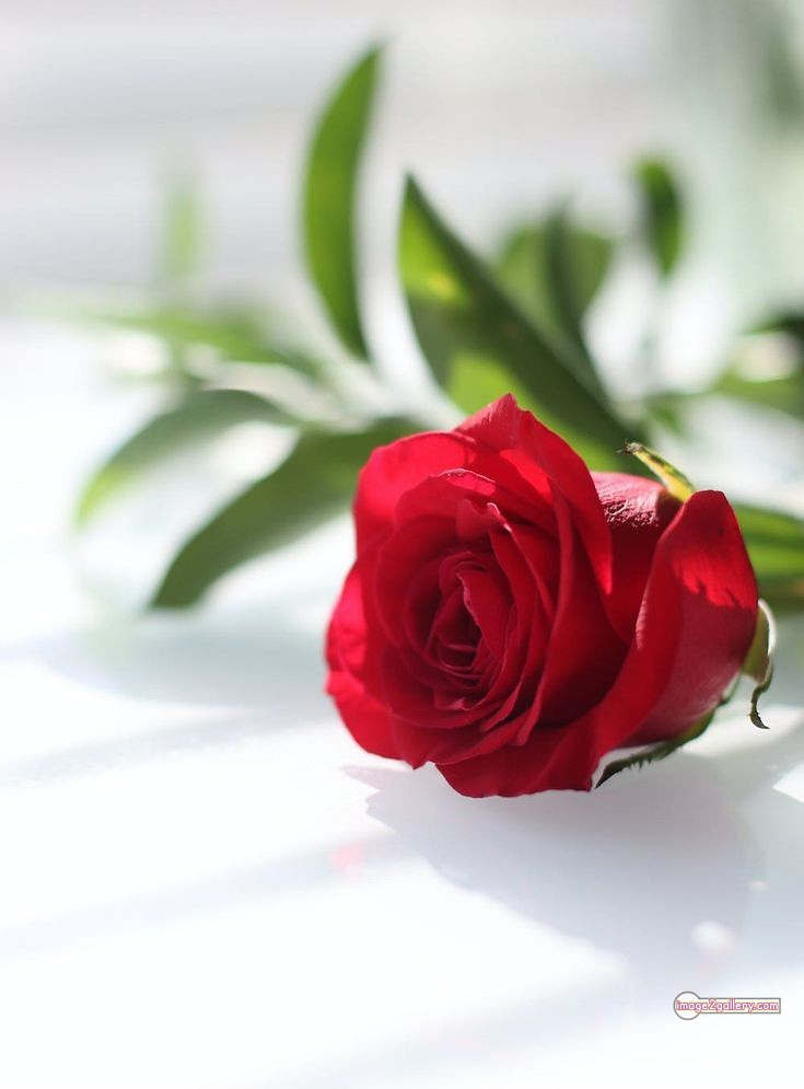 3300+ Beautiful Rose Flowers Image | Rose Flower HD Pic Download | 2071 single red rose -(3)