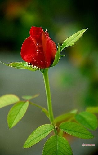 3300+ Beautiful Rose Flowers Image | Rose Flower HD Pic Download | 1936 single red rose -(4)
