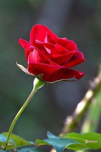 3300+ Beautiful Rose Flowers Image | Rose Flower HD Pic Download | 2073 single red rose -(5)