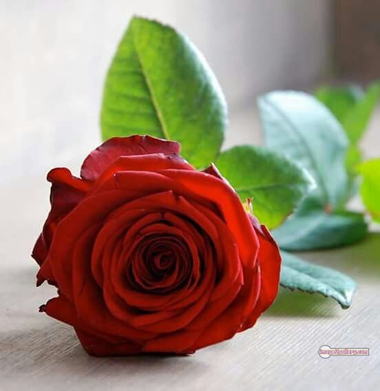 3300+ Beautiful Rose Flowers Image | Rose Flower HD Pic Download | 2035 single red rose -(8)