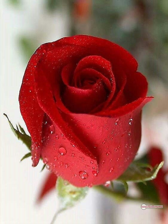 3300+ Beautiful Rose Flowers Image | Rose Flower HD Pic Download | 1938 single red rose -(9)