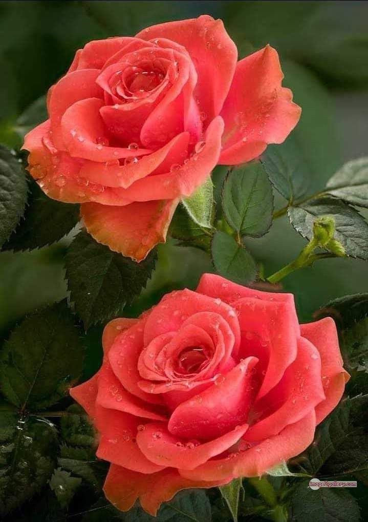 3300+ Beautiful Rose Flowers Image | Rose Flower HD Pic Download | 1979 tube roses -(11)