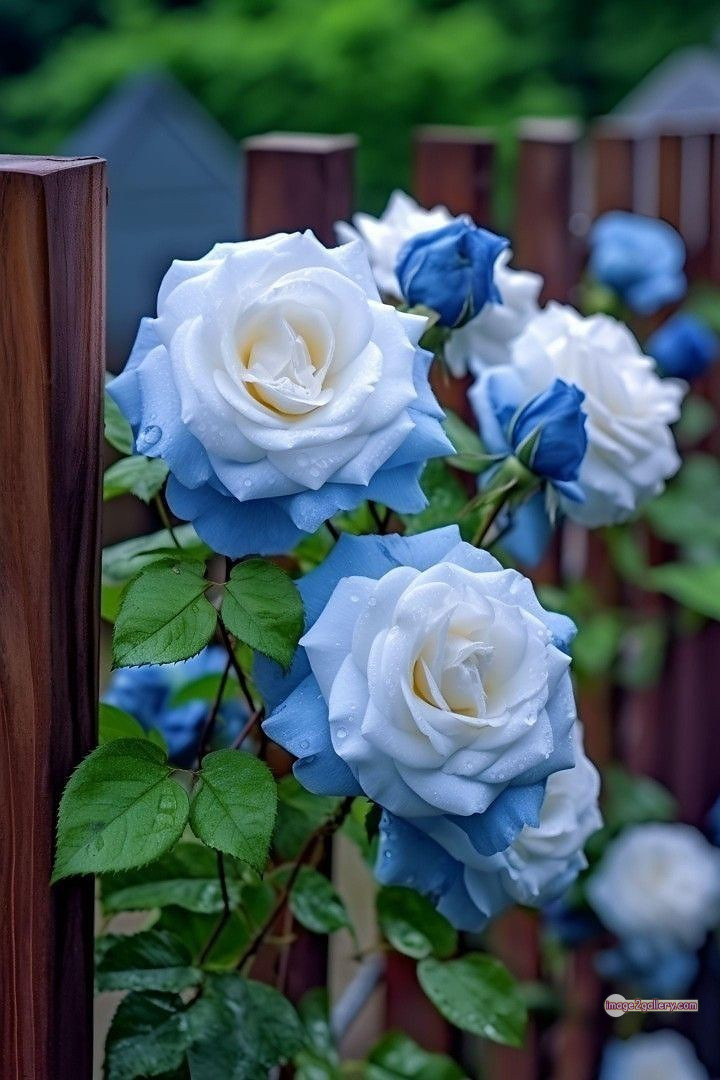 3300+ Beautiful Rose Flowers Image | Rose Flower HD Pic Download | 91 tube roses -(17)