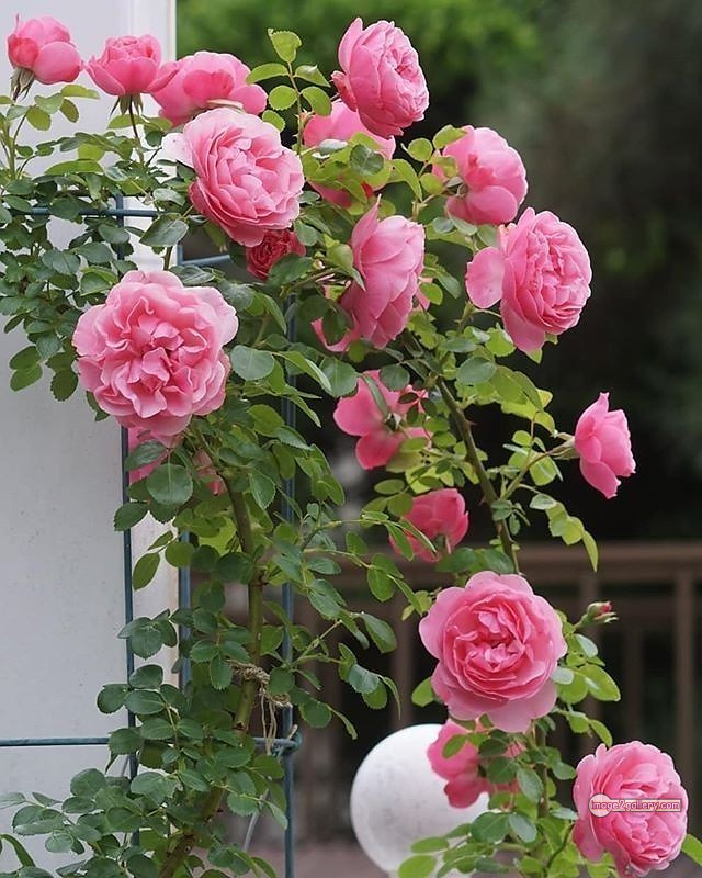 3300+ Beautiful Rose Flowers Image | Rose Flower HD Pic Download | 949 tube roses -(19)