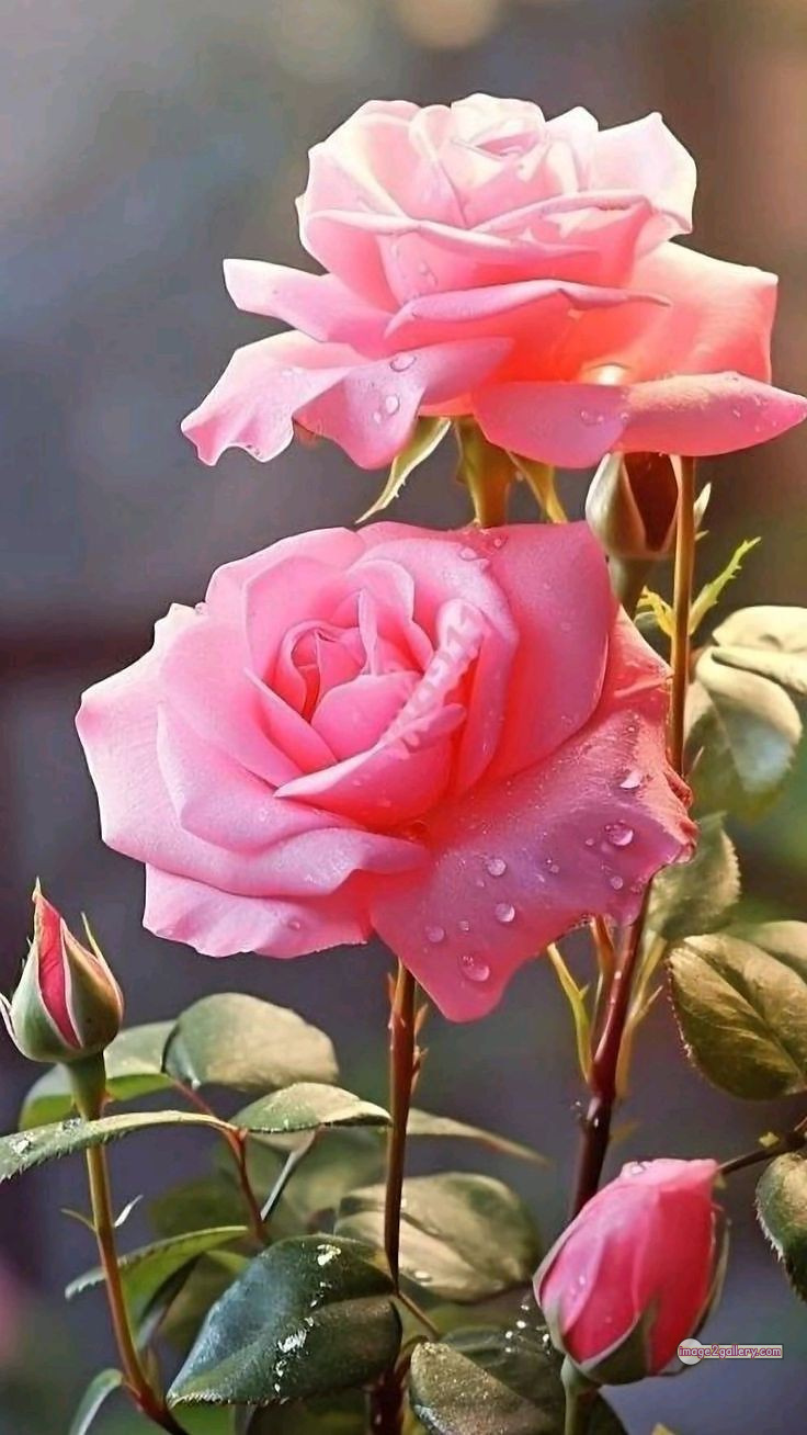 3300+ Beautiful Rose Flowers Image | Rose Flower HD Pic Download | 1871 tube roses -(2)