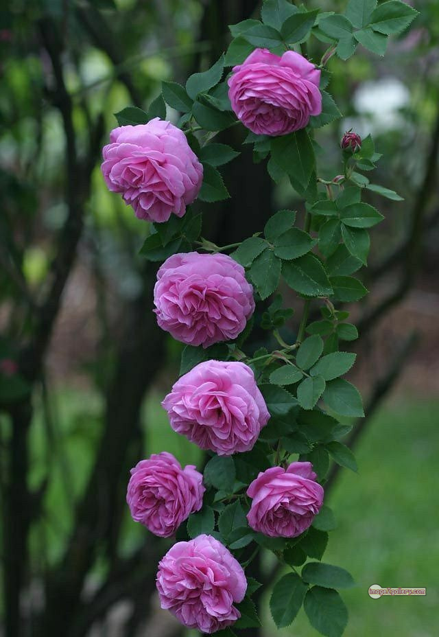 3300+ Beautiful Rose Flowers Image | Rose Flower HD Pic Download | 13 tube roses -(20)
