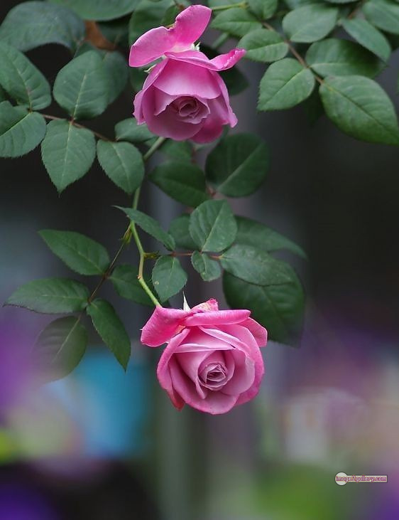 3300+ Beautiful Rose Flowers Image | Rose Flower HD Pic Download | 251 tube roses -(21)