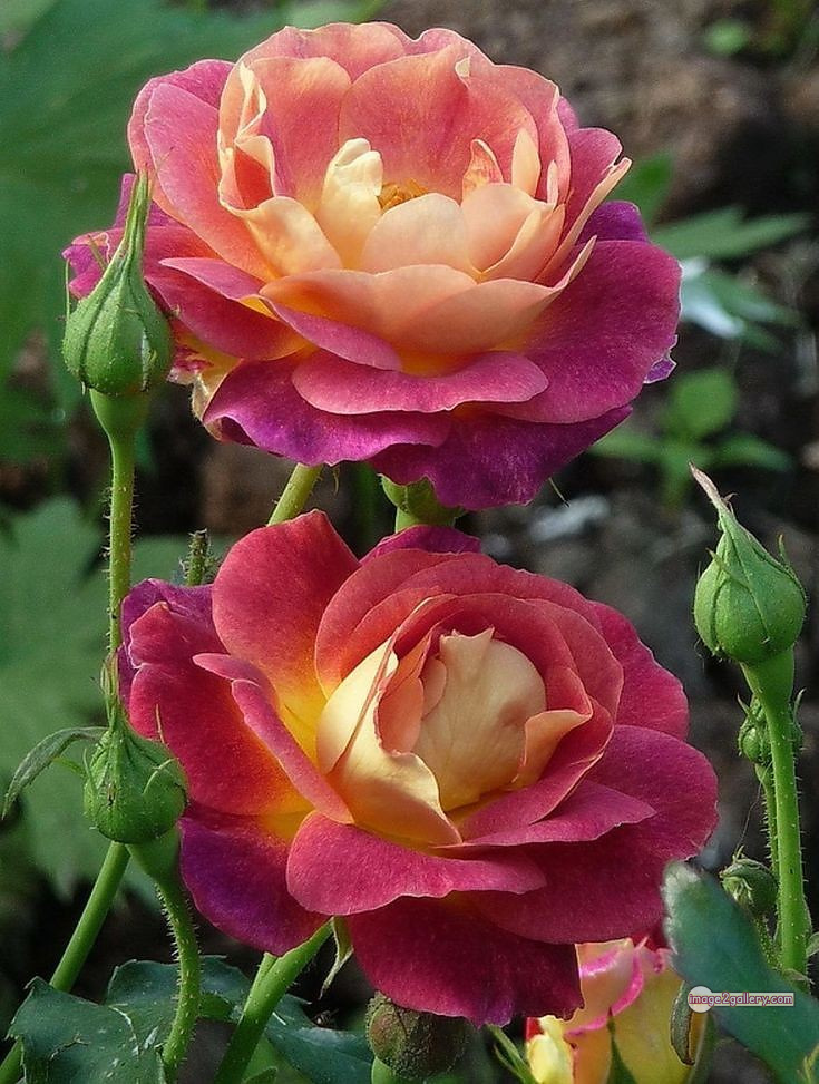 3300+ Beautiful Rose Flowers Image | Rose Flower HD Pic Download | 1980 tube roses -(24)