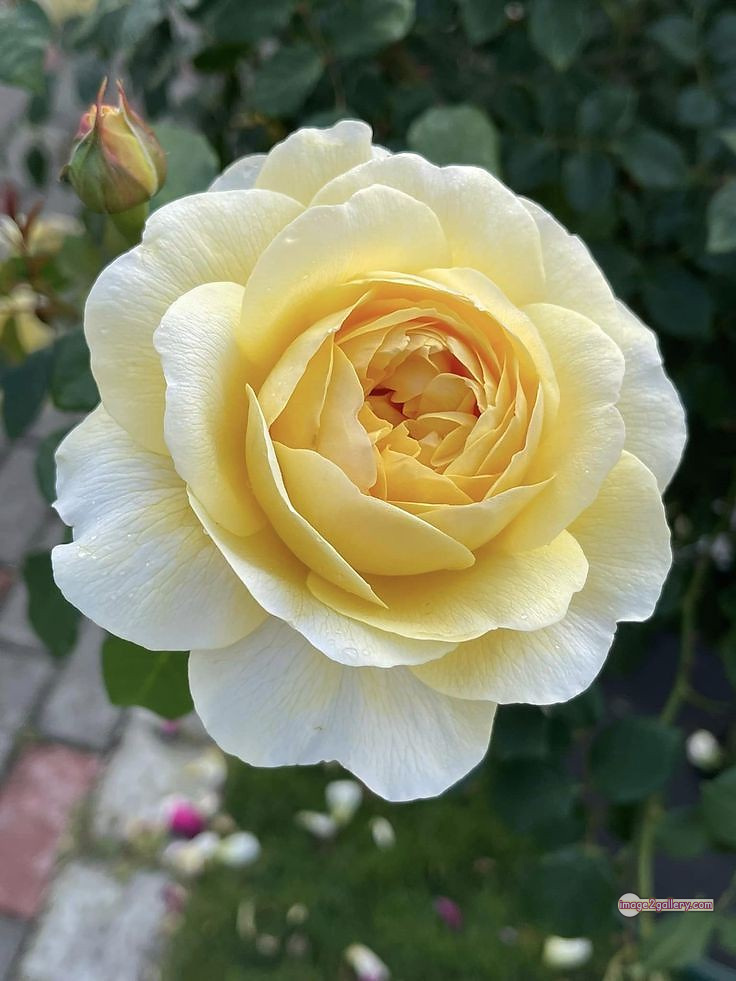 3300+ Beautiful Rose Flowers Image | Rose Flower HD Pic Download | 1910 tube roses -(25)