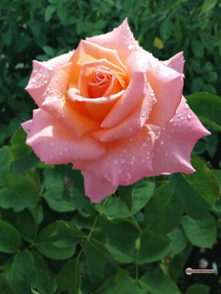 3300+ Beautiful Rose Flowers Image | Rose Flower HD Pic Download | 1981 tube roses -(26)