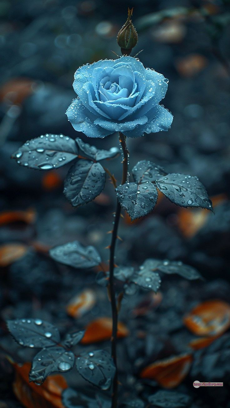 3300+ Beautiful Rose Flowers Image | Rose Flower HD Pic Download | 945 tube roses -(4)