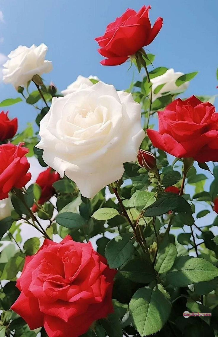3300+ Beautiful Rose Flowers Image | Rose Flower HD Pic Download | 1870 tube roses -(8)