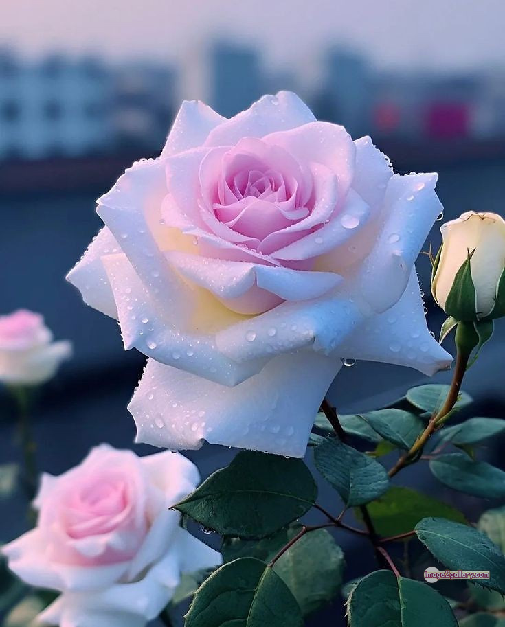 3300+ Beautiful Rose Flowers Image | Rose Flower HD Pic Download | 1154 tuber roses -