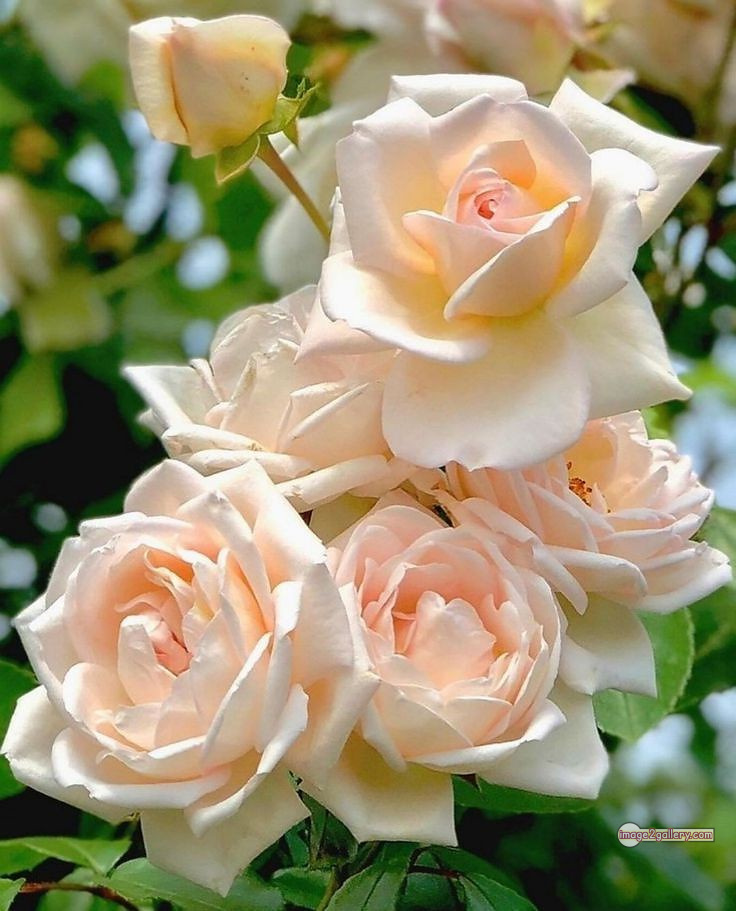 3300+ Beautiful Rose Flowers Image | Rose Flower HD Pic Download | 247 tuber roses -(10)
